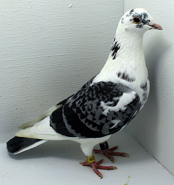 Band: AU 44256 AA 2025